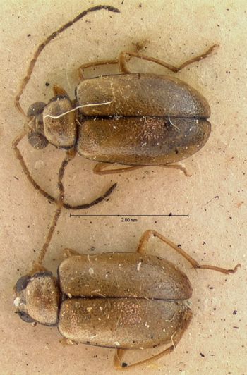 Media type: image;   Entomology 18401 Aspect: habitus dorsal view